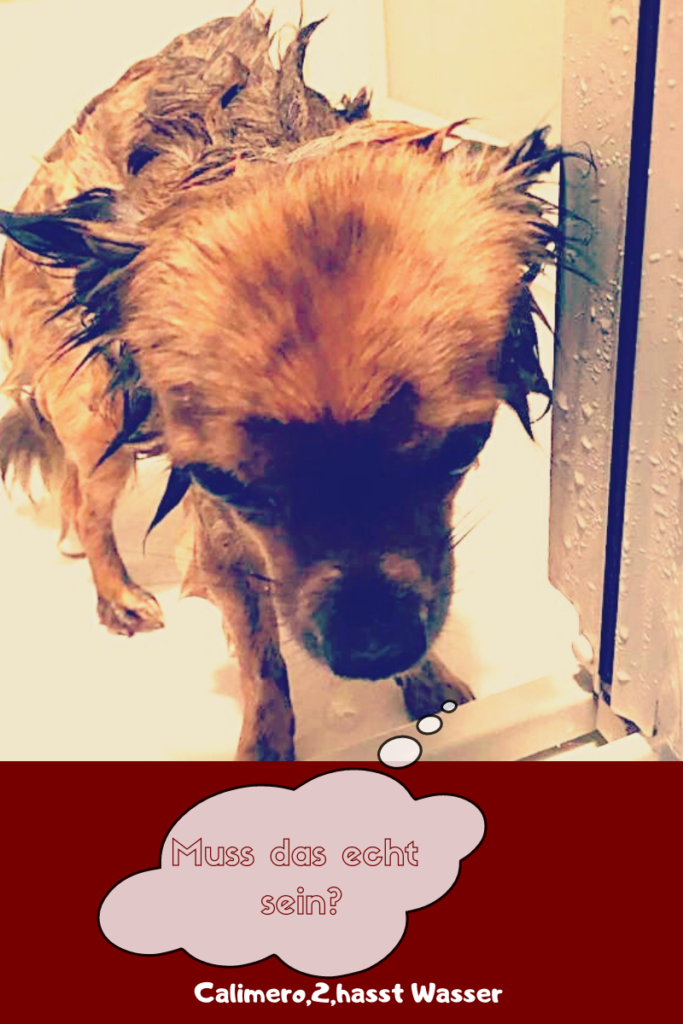 Das Bild zeigt einen nassen Chihuahua, der gebadet wird und es geht um die Frage muss ich meinen Hund baden